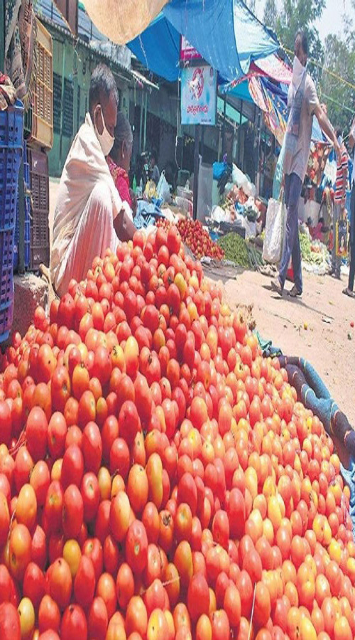 Tomato Prices Fell : लोकल मंडी से हरी सब्जियां निकलते ही टमाटर के भाव गिरे