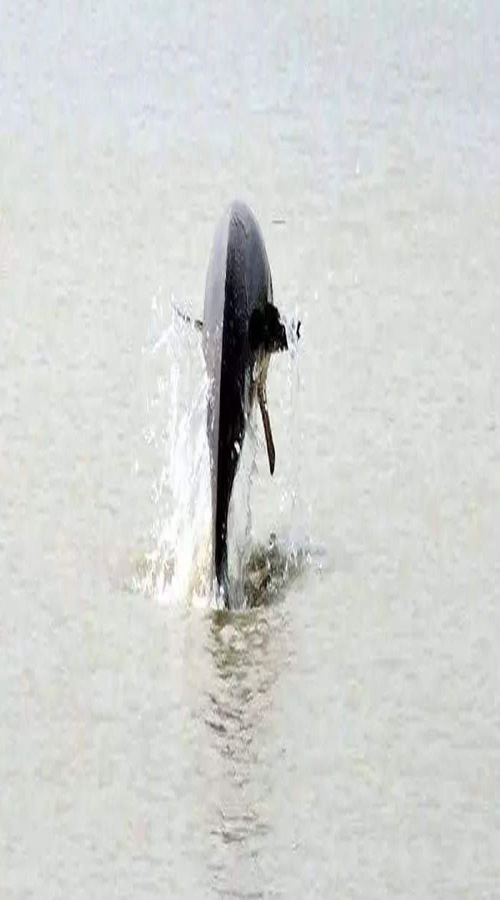 Dolphin Survey From Bijnor To Kanpur : बिजनौर से कानपुर तक डॉल्फिन का सर्वेक्षण