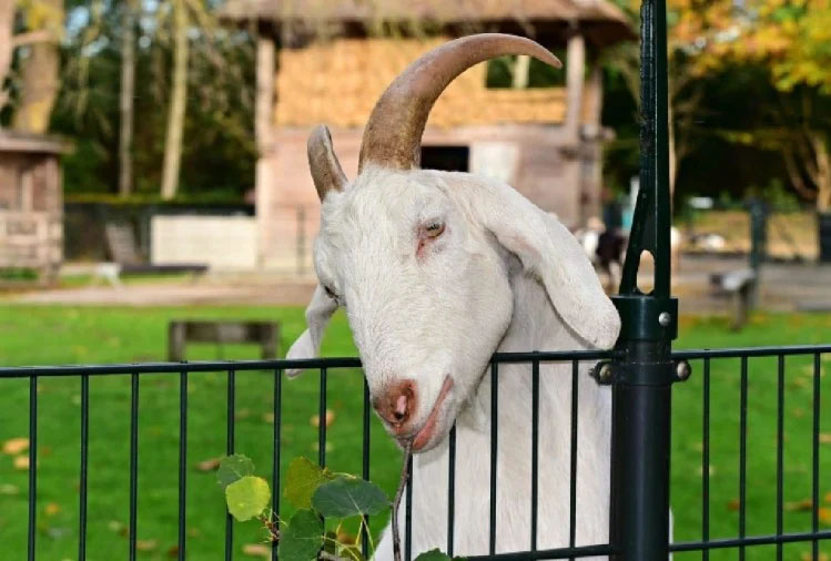 Notice to the Soldier on a Goat : सामने आया हैरान करने वाला मामला, बकरी पालने पर सिपाही को नोटिस