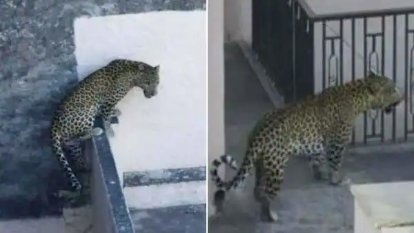 Leopard Roaming in Lucknow : लखनऊ में घूम रहा तेंदुआ, इलाके में दहशत