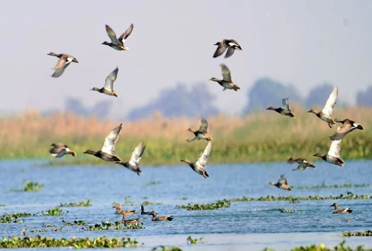 Hadarpur Wetland : रामसर स्थल बना हैदरपुर वेटलैंड, मिला रामसर साइट का दर्जा