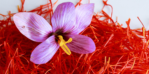 Saffron Benefits for Health सर्दियों में केसर स्वास्थ्य के लिए फायदेमंद कैसे