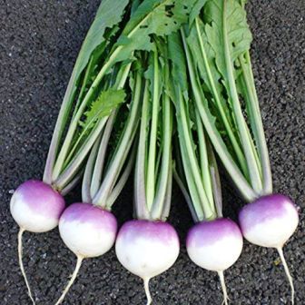 Benefits of Eating Turnips : शलजम है स्वास्थ्य के लिए फायदेमंद