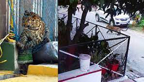 Leopard Entered A house In Meerut : मेरठ के एक घर में घुसा तेंदुआ, मेरठ की रिहायशी इलाकोें में घूम रहा है तेंदुआ, पकड़ने का जोर शोर से चल रहा है अभियान