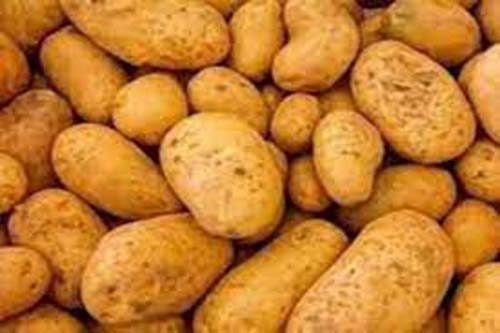 Potato Demand Increased On Holi : प्रयागराज में आलू की बढ़ी डिमांड से व्यापारी हैं गदगद, बढ़ सकती है कीमतें