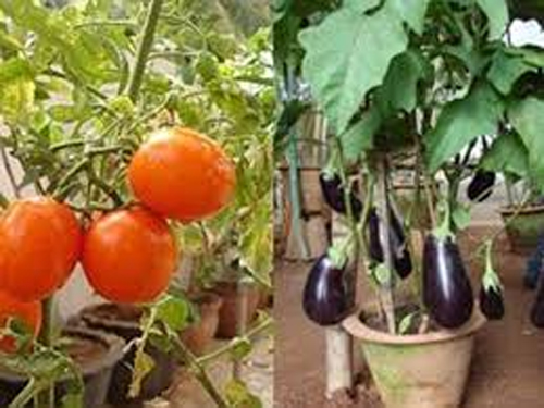 Vegetables will Grow at Home with the initiative of Horticulture Department of Noida : मात्र 20 रुपये में खाएंगे सेहतमंद सब्जियां