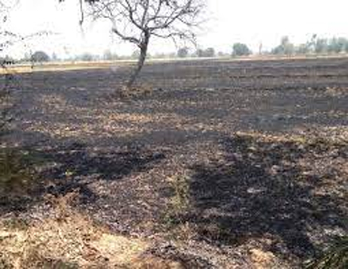 30 Bighas of Wheat Crop ashes in Kaushambi : कौशाम्बी में शार्ट सर्किट से गेंहू की 30 बीघा फसल राख