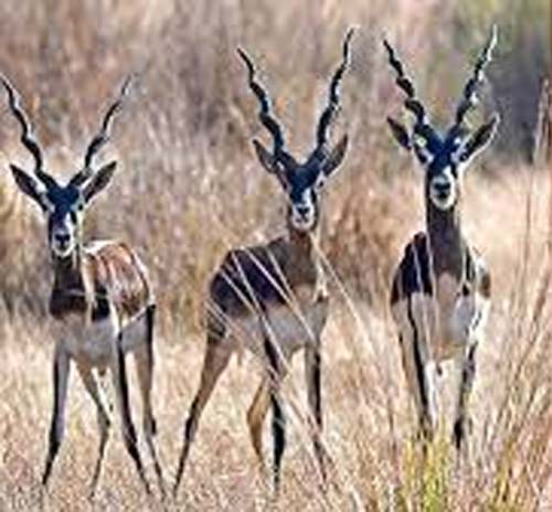 Three Blackbucks killed in three days in Etawah Safari Park : इटावा सफारी पार्क में तीन दिन में तीन काले हिरणों की मौत