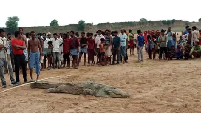 Crocodile swallowed a child bathing in Chambal river : चंबल नदी में नहा रहे बच्चे को मगरमच्छ ने निगला