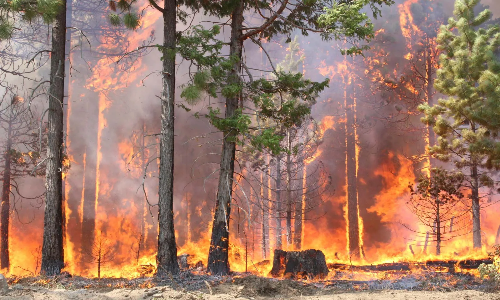 Uttarakhand Forest Fire: हल्की गर्मी पड़ने पर ही शुरू हुआ जंगलों में आग का धधकना, बीते 2 दिन में 14 घटनाएं