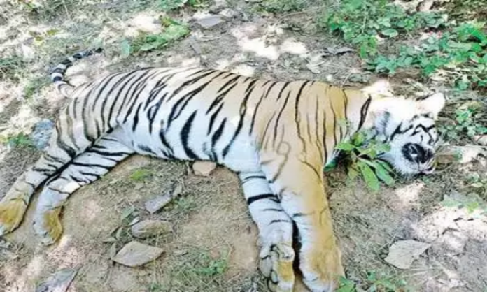 Conservation Of Tigers
