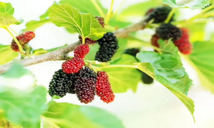 Mulberry leaves for Diabetes