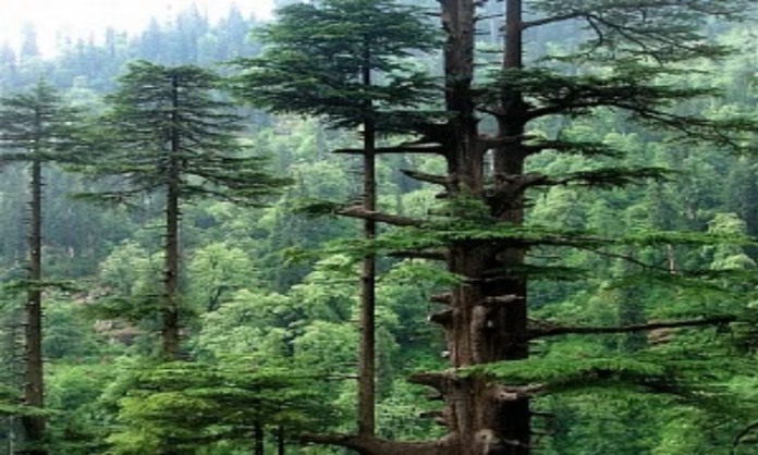 Uttarakhand Forest