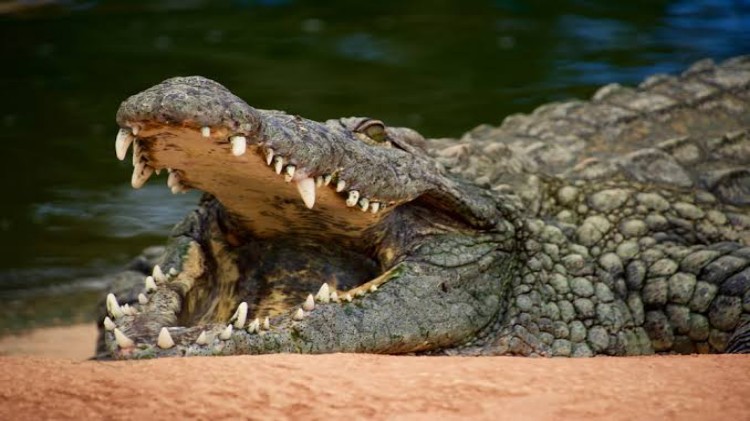 Crocodile Alert In UP: उत्तर प्रदेश के इन 42 गांव में मगरमच्छ का अलर्ट, वन विभाग ने नदी के पास ना जाने की दी सलाह