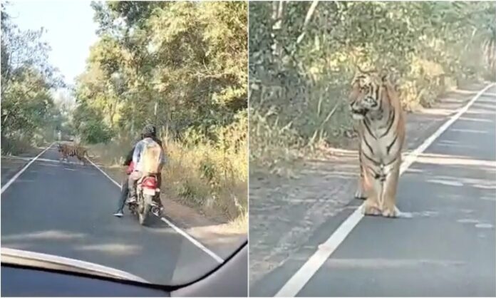 Pilibhit News: घूमते घूमते बाघ पहुंचा सड़क पर, कई दफा बाइक सवार राहगीरों पर किया हमला...