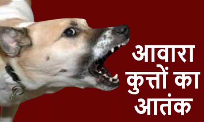 Ghaziabad News: गाजियाबाद में आवारा कुत्तों का आतंक, 10 साल के मासुम को किया घायल.....