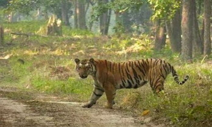Pilibhit News: पीलीभीत इलाके में मचा हडकंप, बाघ के दहशत से बीएसए ने बंद किया प्राथमिक स्कूल...