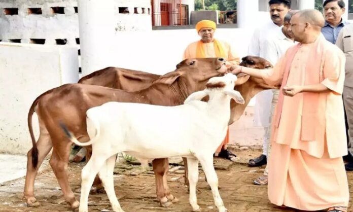 CM Yogi News: लंपी वायरस से बचाव के लिए मुख्यमंत्री ने की स्थिति की समीक्षा, स्थगित रहेगा पशु मेलों का आयोजन.....