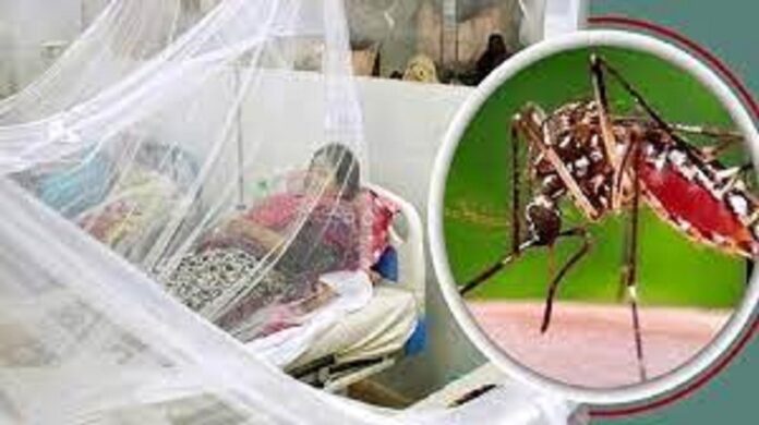 Dengue havoc continues in Noida