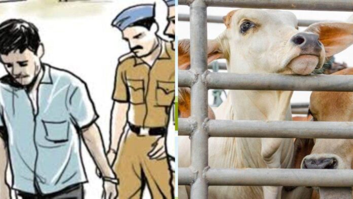 Pilibhit News : पशु हत्या आरोपियों को छोड़ने वाला चौकी इंचार्ज लाइन हाजिर जांच शुरू
