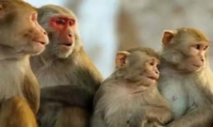 राजधानी दून में 17 बंदरों की संदिग्ध मौत