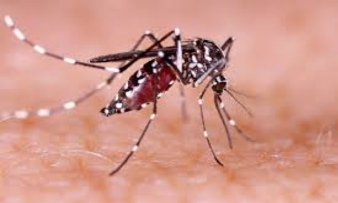 Dengue In Uttarakhand