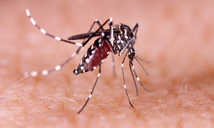 Dengue Cases In Uttarakhand