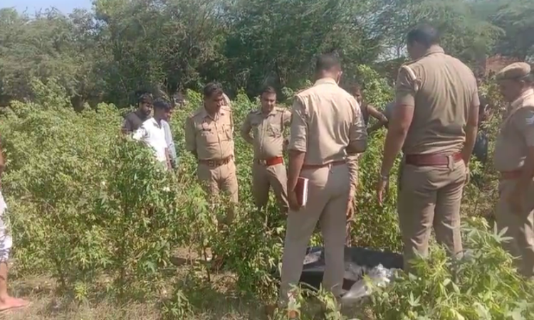 Mathura Crime: मथुरा में प्रेम प्रसंग में युवक की हत्या, कपास के खेत में मिला शव