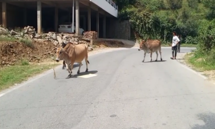 Stray Cattle Rescued