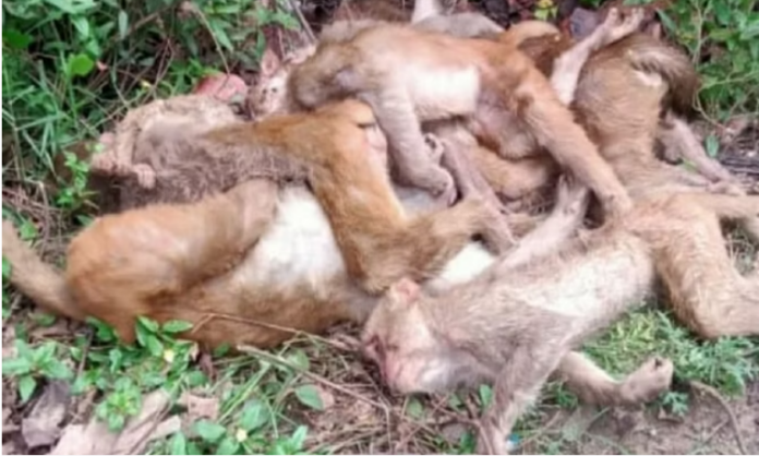 यूपी में 50 बंदरों की मौत पर बवाल