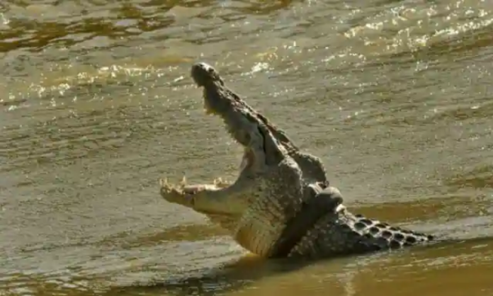 Crocodiles Seen At Chhath Ghat