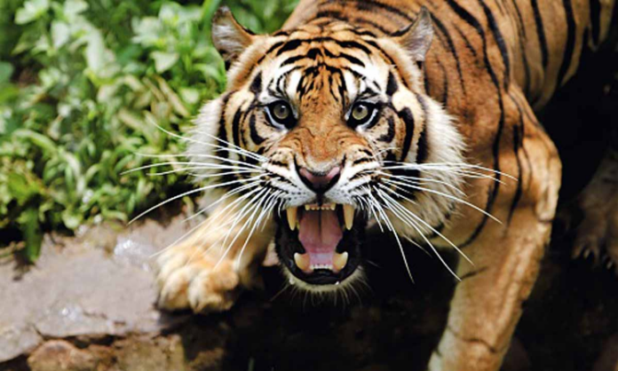 Tiger Terror In Corbett National Park