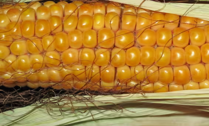 Corn Silk Benefits