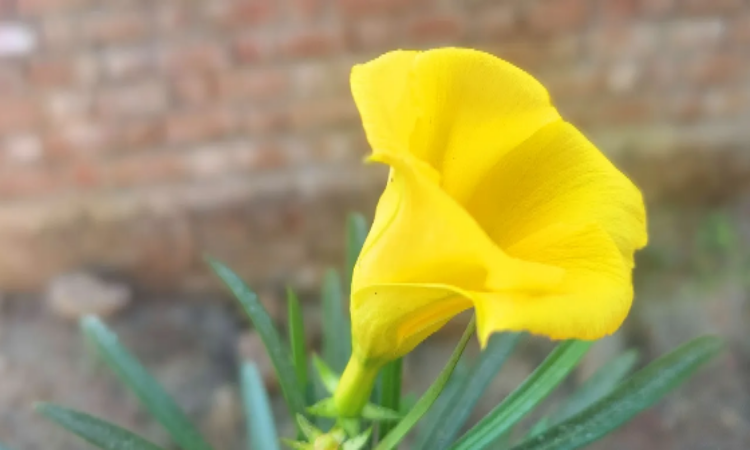 Benefits of Kaner flower: कई बीमारियों में रामबाण है कनेर के फूल, जानें इसके फायदे