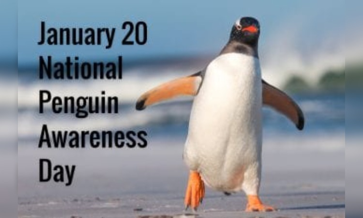 Penguin Awareness Day 2024: क्यों मनाया जाता है 20 जनवरी को पेंगुइन डे, सामान्य ज्ञान के लिए है ज़रूरी ?