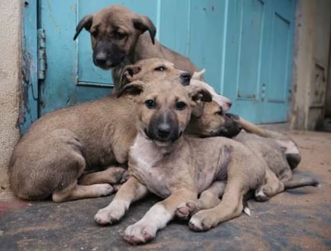 Noida : मुंह पर कवर लगा कर…  कुत्तों को लेकर बढ़ रहे विवाद के बीच नोएडा DM ने दिए ये निर्देश