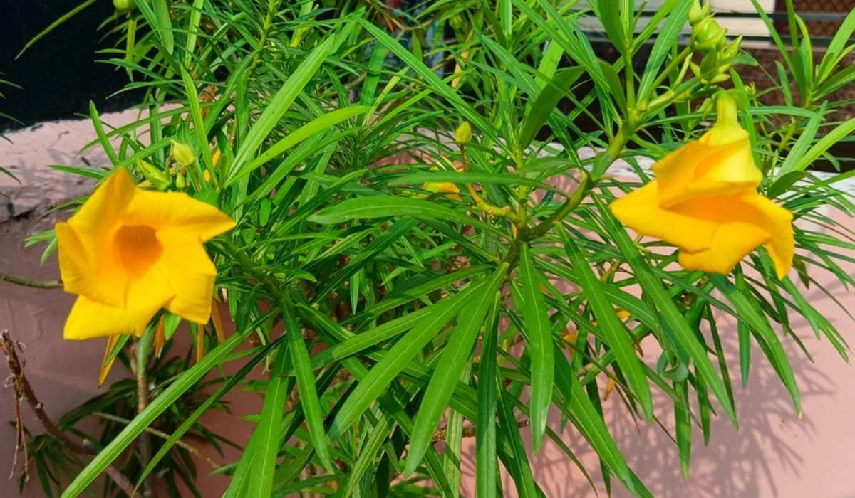 Benefits of Oleander : पेट, दांत से लेकर पीरियड्स के दर्द में रामबाण है ये पीला फूल, खासियत जान चौक जाएंगे आप