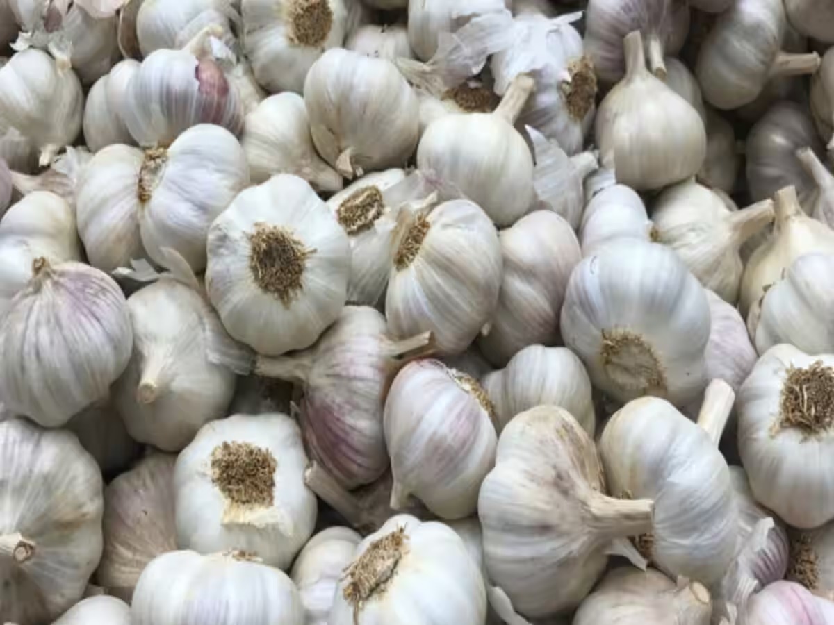 Garlic Price : मात्र 200 रुपये में मिल रहा यहां लहसुन, खरीदारों की जमकर लग रही भीड़