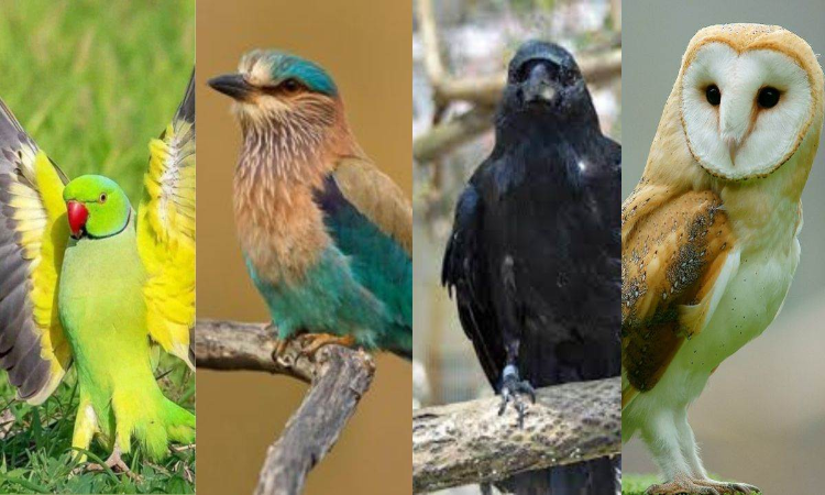 Birds Species: दुनिया के किस देश में सबसे ज्यादा है पक्षियों की प्रजाति? भारत कौन से स्थान पर