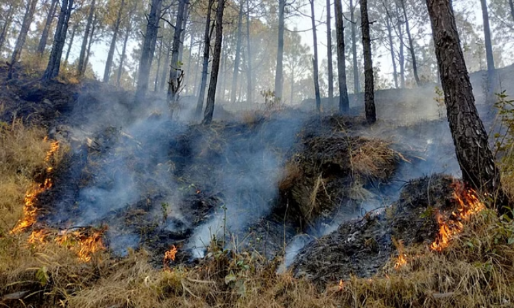 Uttarakhand Forest Fire: जंगलों में आग लगाते हुए 7 लोगों को रंगे हाथ पकड़ा, हुई जेल