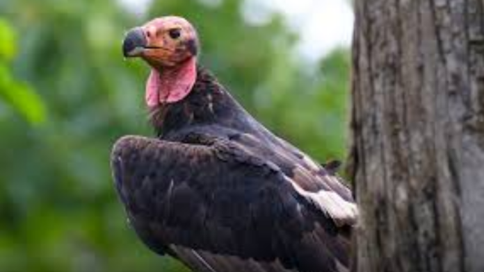 Asian King Vultures