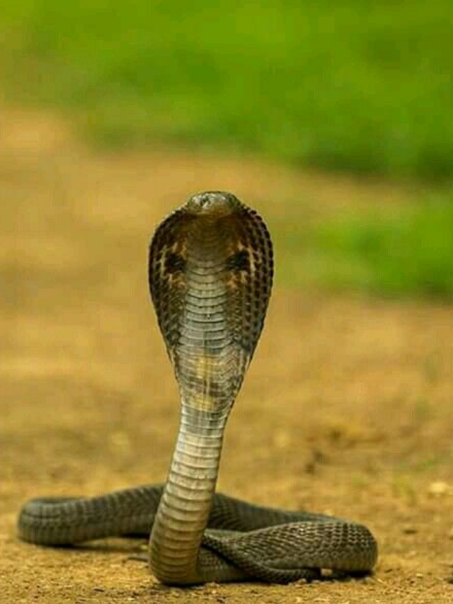 यहां सबसे पहले हुआ था King Cobra का जन्म