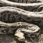 Auto passengers saw a python